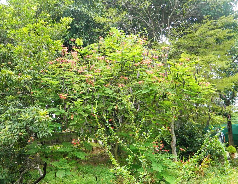 Stella Maris B&B Kanyakumari Luaran gambar